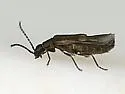 Malthodes fragilis - photo 2