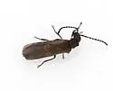 Malthodes fragilis - photo 3