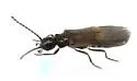 Malthodes fragilis - photo 4