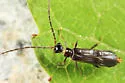 Malthodes fuliginosus