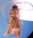 Malthodes macnabi