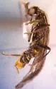 Malthodes macnabi - photo 2