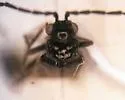 Malthodes macnabi - photo 3