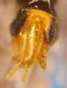 Malthodes macnabi - photo 4