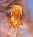Malthodes macnabi - photo 5