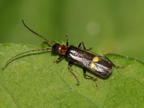 Malthodes minimus - Malthodes minimus