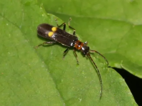 Malthodes minimus - photo 2