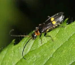Malthodes minimus - photo 3