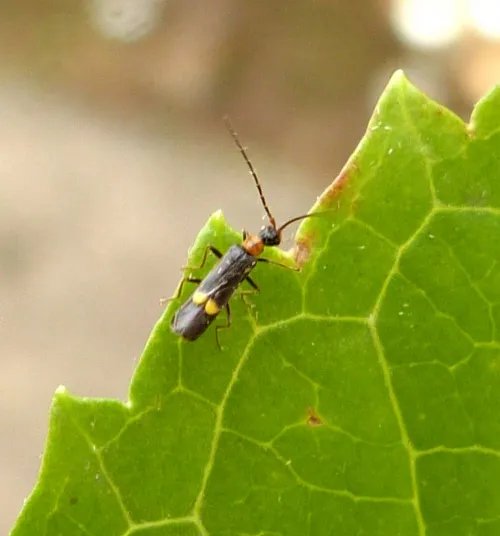 Malthodes minimus - photo 4