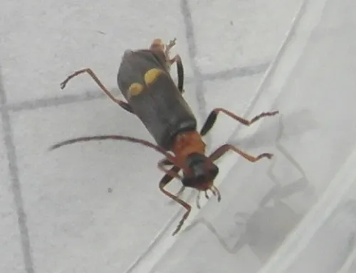 Malthodes minimus - photo 5