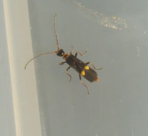 Malthodes minimus - photo 7