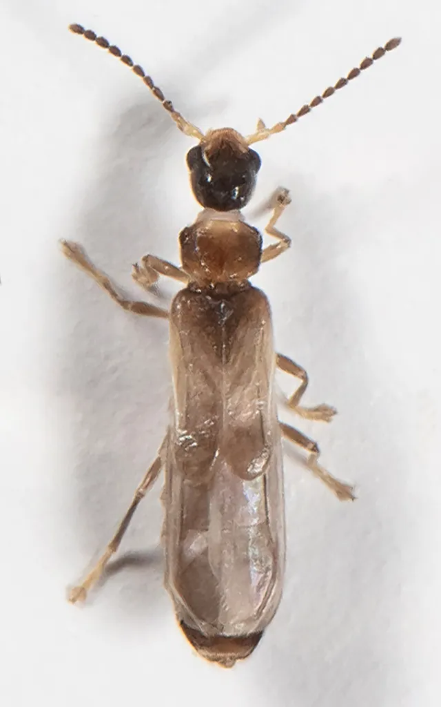 Malthodes parvulus - photo 2