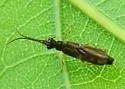 Malthodes spado - photo 2