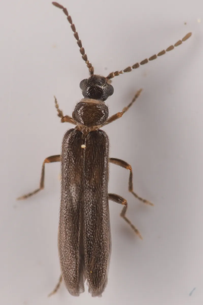 Malthomethes oregonus