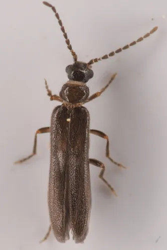 Malthomethes oregonus - photo 2