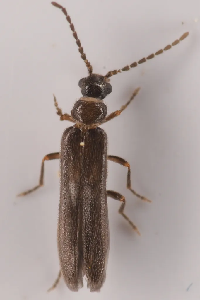 Malthomethes oregonus - photo 3