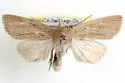 Mammifrontia rileyi - Hodges#9447 - photo 2