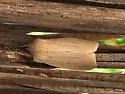 Mammifrontia rileyi - Hodges#9447 - photo 4