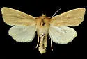 Mammifrontia rileyi - Hodges#9447 - photo 5