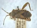 Mamurius mopsus