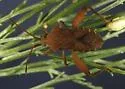 Mamurius mopsus - photo 2