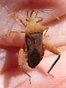 Mamurius mopsus - photo 3