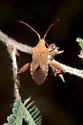 Mamurius mopsus - photo 4