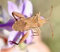 Mamurius mopsus - photo 5