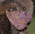 White-spotted Satyr - Hodges#4613.89