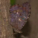 White-spotted Satyr - Hodges#4613.89 - photo 2