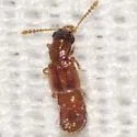 Manda nearctica