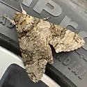 Cuban Sphinx Moth - Hodges#7780