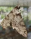 Cuban Sphinx Moth - Hodges#7780 - photo 2