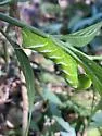 Cuban Sphinx Moth - Hodges#7780 - photo 3