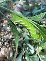 Cuban Sphinx Moth - Hodges#7780 - photo 4