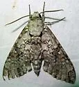 Manduca florestan - Hodges#7782