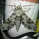 Manduca florestan - Hodges#7782 - photo 2