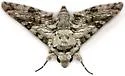 Manduca florestan - Hodges#7782 - photo 4