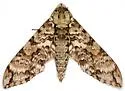 Manduca florestan - Hodges#7782 - photo 5