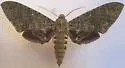 Muscosa Sphinx - Hodges#7781