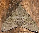 Muscosa Sphinx - Hodges#7781 - photo 2