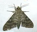 Muscosa Sphinx - Hodges#7781 - photo 3