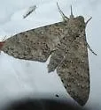 Muscosa Sphinx - Hodges#7781 - photo 4