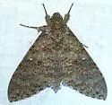 Muscosa Sphinx - Hodges#7781 - photo 5