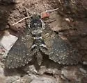 Occult Sphinx - Hodges#7777 - photo 3