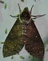 Occult Sphinx - Hodges#7777 - photo 5