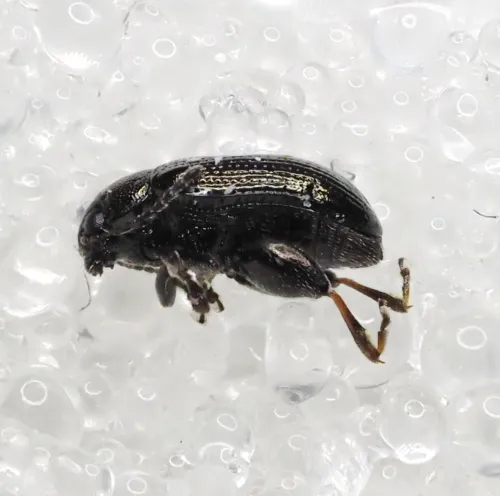 Mangold Flea Beetle - photo 2