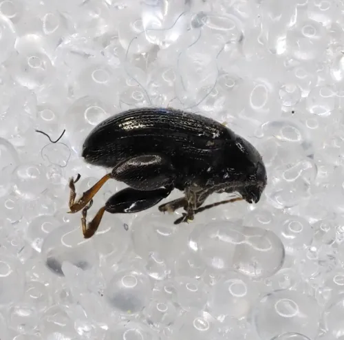 Mangold Flea Beetle - photo 3