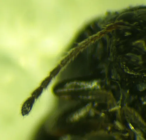 Mangold Flea Beetle - photo 4