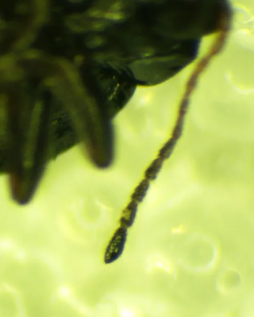 Mangold Flea Beetle - photo 5